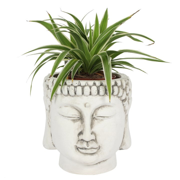 White terracotta buddha-shaped plant pot.