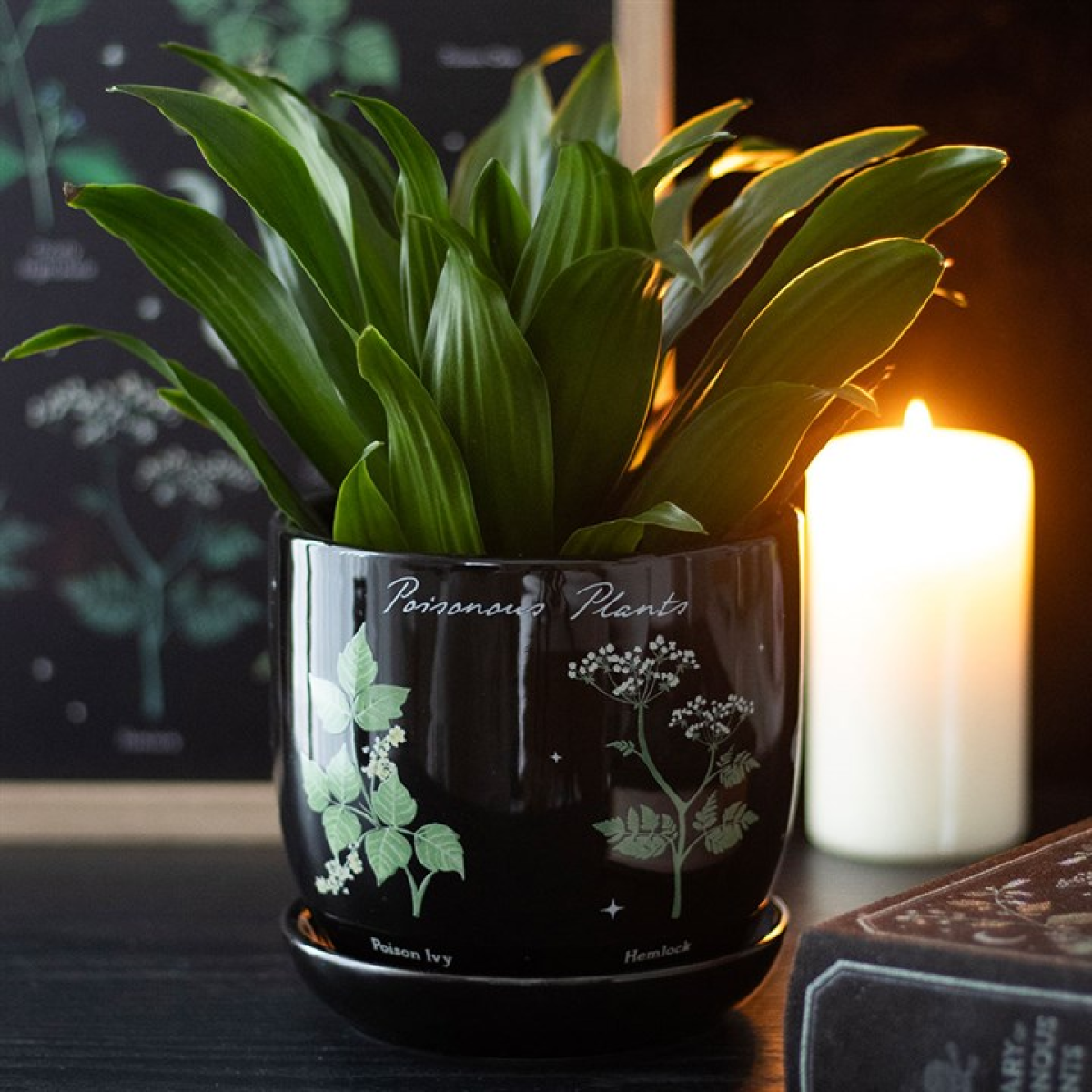 'Poisonous Plants' Plant Pot