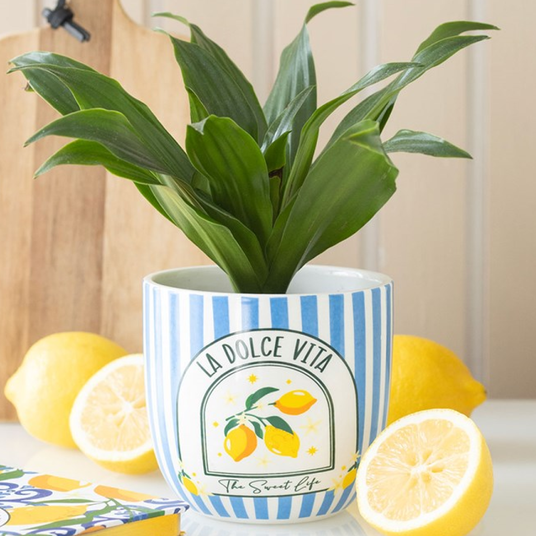 Ceramic plant pot with La Dolce Vita text, classic blue stripes and lemons motif. 